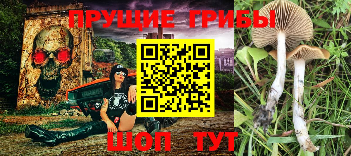 Псилоцибиновые грибы Cubensis Старая Русса