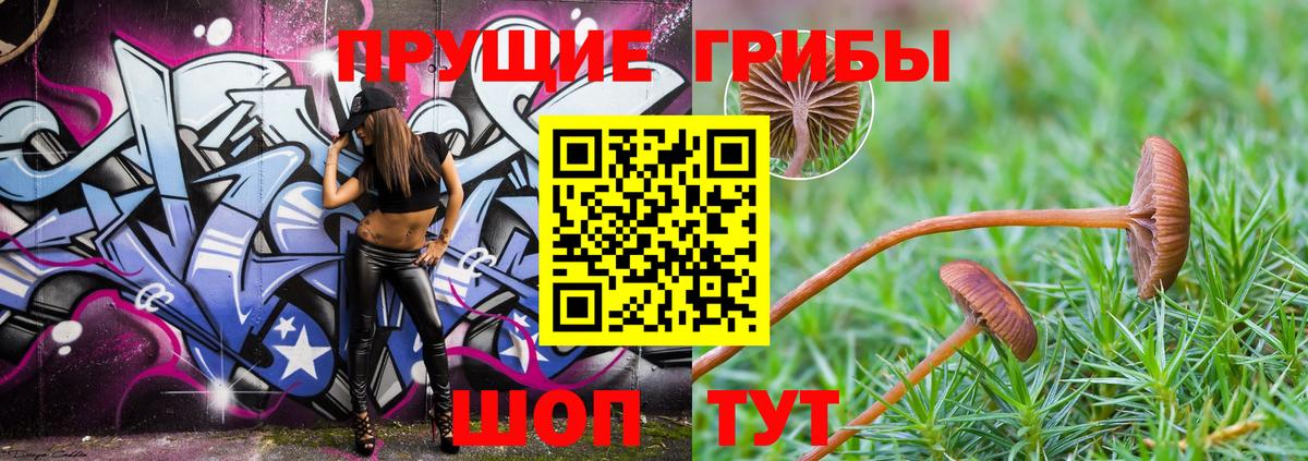 Старая Русса  Псилоцибиновые грибы Psilocybe  Вход с VPN 